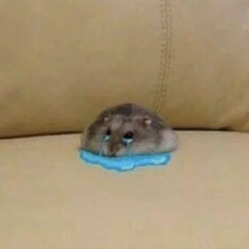 mouse mouse mammal animal