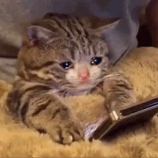 mammal mammal cat animal