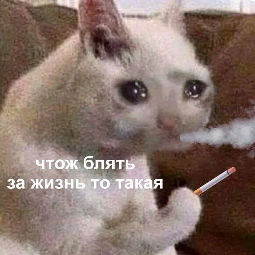domestic cat domestic cat animal cat