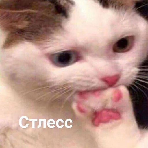 mammal mammal animal cat