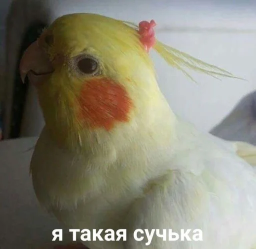 животное животное птица попугай