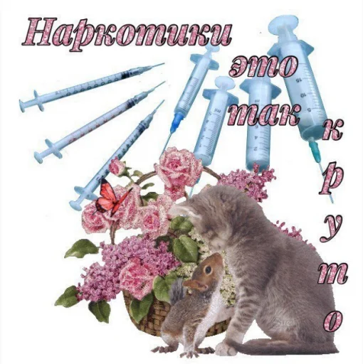 животное животное кошка цветок
