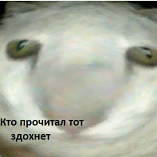 млекопитающее млекопитающее животное собака