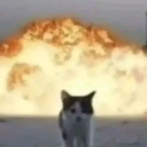 Мур мяу - 
