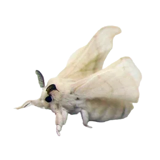 Sticker moth - 0