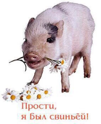 mammal mammal animal swine
