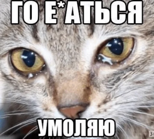 animal animal mammal cat