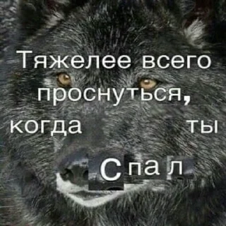 Стикер БЕЗУМНО МОЖНО БЫТЬ ВОЛКОМ - 11 Стикер БЕЗУМНО МОЖНО БЫТЬ ВОЛКОМ - 11