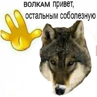 Стикер БЕЗУМНО МОЖНО БЫТЬ ВОЛКОМ - 3 Стикер БЕЗУМНО МОЖНО БЫТЬ ВОЛКОМ - 3