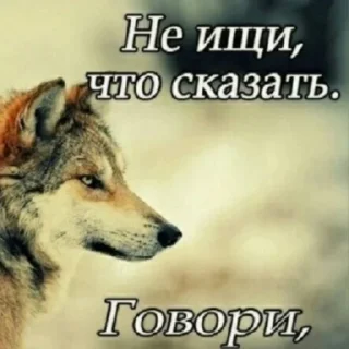 Стикер БЕЗУМНО МОЖНО БЫТЬ ВОЛКОМ - 2 Стикер БЕЗУМНО МОЖНО БЫТЬ ВОЛКОМ - 2