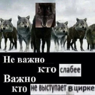 Стикер БЕЗУМНО МОЖНО БЫТЬ ВОЛКОМ - 6 Стикер БЕЗУМНО МОЖНО БЫТЬ ВОЛКОМ - 6