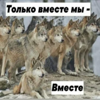 Стикер БЕЗУМНО МОЖНО БЫТЬ ВОЛКОМ - 9 Стикер БЕЗУМНО МОЖНО БЫТЬ ВОЛКОМ - 9