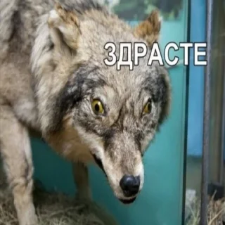 Стикер БЕЗУМНО МОЖНО БЫТЬ ВОЛКОМ - 10 Стикер БЕЗУМНО МОЖНО БЫТЬ ВОЛКОМ - 10