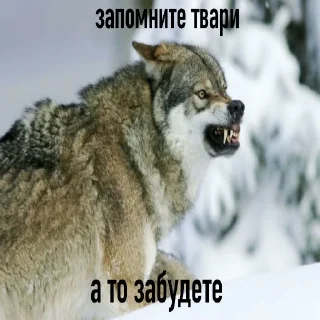 Стикер БЕЗУМНО МОЖНО БЫТЬ ВОЛКОМ - 7 Стикер БЕЗУМНО МОЖНО БЫТЬ ВОЛКОМ - 7