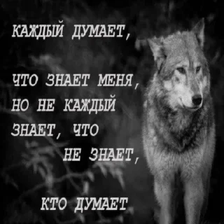 Стикер БЕЗУМНО МОЖНО БЫТЬ ВОЛКОМ - 4 Стикер БЕЗУМНО МОЖНО БЫТЬ ВОЛКОМ - 4