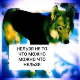 Стикер БЕЗУМНО МОЖНО БЫТЬ ВОЛКОМ - 1 Стикер БЕЗУМНО МОЖНО БЫТЬ ВОЛКОМ - 1