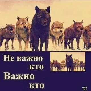 Стикер БЕЗУМНО МОЖНО БЫТЬ ВОЛКОМ - 0 Стикер БЕЗУМНО МОЖНО БЫТЬ ВОЛКОМ - 0