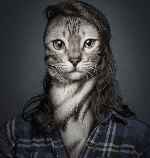 mammal mammal cat animal