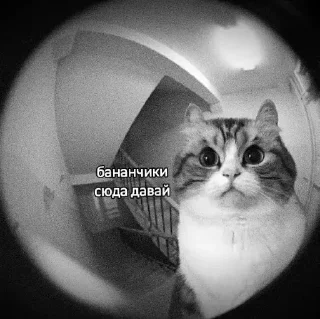 Стикер Больше стиков тут: @stikery4 - 10